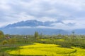 Yellow mustard field with Apple field and mountain in spring during trip on the way to Pahalgam and Sonamarg, Kashmir, India Royalty Free Stock Photo