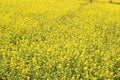 Yellow mustard field