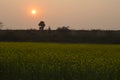 Yellow mustard field captured during sunset