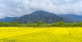 Yellow mustard field with pine and mountain in spring during trip on the way to Pahalgam and Sonamarg, Kashmir, India Royalty Free Stock Photo