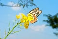 Yellow mustard flower on delias eucharis or jezebel butterfly