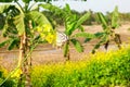 Yellow mustard flower on delias eucharis or jezebel butterfly