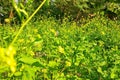 Yellow mustard flower on delias eucharis or jezebel butterfly