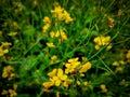 Yellow mustard flower field in Guwahati, Assam, India. Insect Ladybug sitting on the lap of flower. Yellow green background. Royalty Free Stock Photo