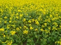 Yellow mustard flower field in village with green mustard plants