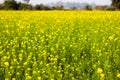 Yellow mustard flowers in a mustard farm green. Sarson saag farm in day time Royalty Free Stock Photo