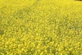 Yellow Mustard flowers in field is full blooming looking beautiful and colorful. India Royalty Free Stock Photo