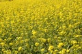 Yellow Mustard flowers in field is full blooming looking beautiful and colorful. India