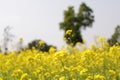 Yellow Mustard flowers in field is full blooming looking beautiful and colorful. India