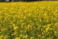 Yellow Mustard flowers in field is full blooming looking beautiful and colorful. India