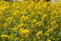 Yellow Mustard flowers in field is full blooming looking beautiful and colorful. India Royalty Free Stock Photo