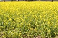 Yellow Mustard flowers in field is full blooming looking beautiful and colorful. India