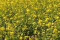 Yellow Mustard flowers in field is full blooming looking beautiful and colorful. India