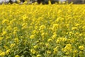 Yellow Mustard flowers in field is full blooming looking beautiful and colorful. India Royalty Free Stock Photo