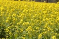 Yellow Mustard flowers in field is full blooming looking beautiful and colorful. India Royalty Free Stock Photo