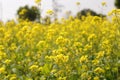 Yellow Mustard flowers in field is full blooming looking beautiful and colorful. India