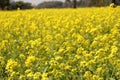 Yellow Mustard flowers in field is full blooming looking beautiful and colorful. India