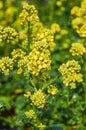 Yellow Mustard Flowers field - Sinapis Alba