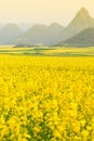 Yellow mustard flowers fields in full bloom in springtime Royalty Free Stock Photo