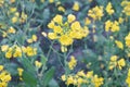 Yellow Mustard flowers in the nature Royalty Free Stock Photo