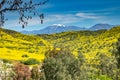 Yellow Mustard Hills