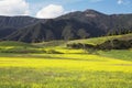 Yellow mustard and mountains, upper Ojai California, USA