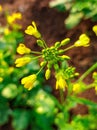 Yellow Mustard Plant Flower Royalty Free Stock Photo