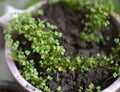 Yellow Mustard Saplings and Freshly Germinated Plants