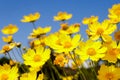 Yellow daisy meadow against a blue sky Royalty Free Stock Photo