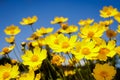 Yellow daisy meadow against a blue sky Royalty Free Stock Photo