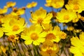 Yellow daisy meadow against a blue sky Royalty Free Stock Photo