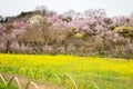 Yellow nanohana fields and flowering trees covering the hillside,Hanamiyama Park,Fukushima,Tohoku,Japan.