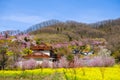 Yellow nanohana fields and flowering trees covering the hillside,Hanamiyama Park,Fukushima,Tohoku,Japan.