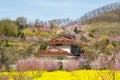 Yellow nanohana fields and flowering trees covering the hillside,Hanamiyama Park,Fukushima,Tohoku,Japan.