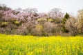 Yellow nanohana fields and flowering trees covering the hillside,Hanamiyama Park,Fukushima,Tohoku,Japan.