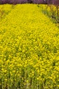 Yellow nanohana fields at Hanamiyama Park,Fukushima,Tohoku,Japan.