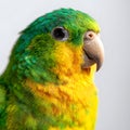 Yellow Nape Amazon Parrot Perched, Showcasing Vibrant Green Plumage and Distinctive Yellow Nape Royalty Free Stock Photo