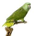 Yellow-naped amazon