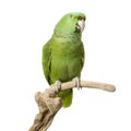 Yellow-naped amazon Royalty Free Stock Photo