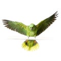 Yellow-naped amazon Royalty Free Stock Photo