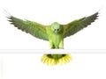 Yellow-naped amazon Royalty Free Stock Photo