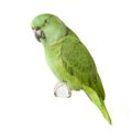 Yellow-naped Amazon Royalty Free Stock Photo