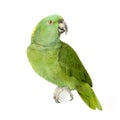Yellow-naped Amazon Royalty Free Stock Photo