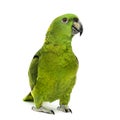 Yellow-naped amazon, Amazona auropalliata Royalty Free Stock Photo