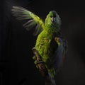 Yellow-naped amazon, Amazona auropalliata Royalty Free Stock Photo