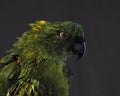 Yellow-naped amazon, Amazona auropalliata Royalty Free Stock Photo