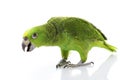 Yellow-naped Amazon Parrot Royalty Free Stock Photo