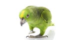 Yellow-naped Amazon Parrot Royalty Free Stock Photo
