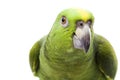 Yellow-naped Amazon Parrot