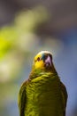 Yellow-naped amazon parrot Royalty Free Stock Photo